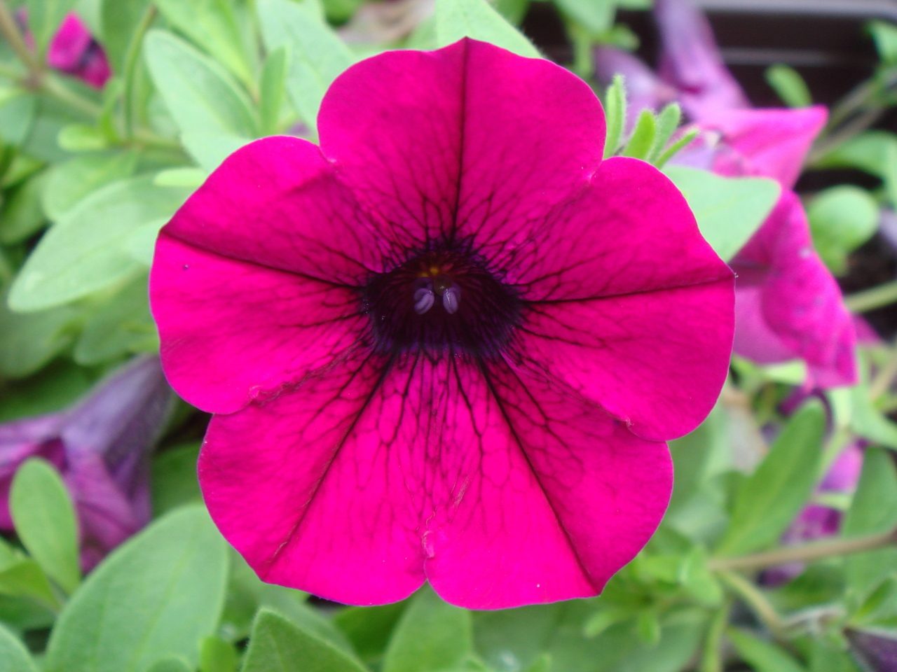 Petunia